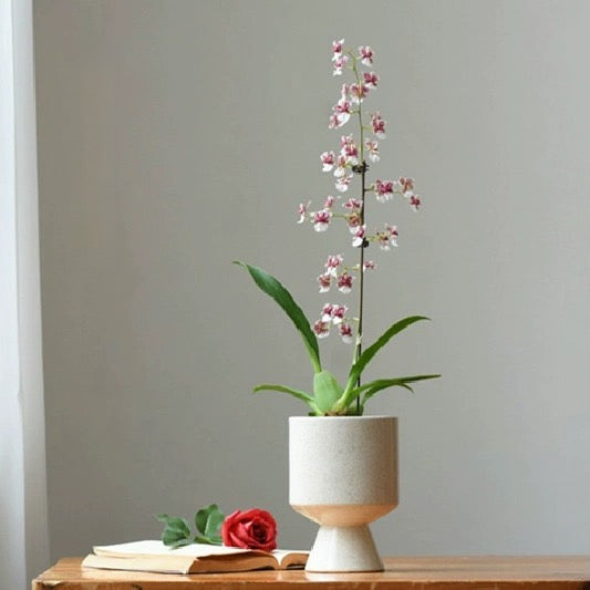 Monochrome Midcentury Modern Plant Pots - Staunton and Henry
