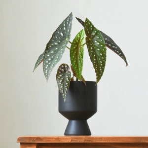 Monochrome Midcentury Modern Plant Pots - Staunton and Henry