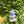 Load image into Gallery viewer, Blue & White Chinese Urn Christmas Bauble Set of 5 - Staunton and Henry