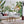 Load image into Gallery viewer, Birds of Paradise Tropical Wall Mural - Staunton and Henry