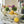 Load image into Gallery viewer, Clam Shell Fruit Bowl - Staunton and Henry