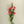 Load image into Gallery viewer, Pink Lisianthus Flowers - Set of 3 Stems - Staunton and Henry