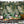 Load image into Gallery viewer, Dark Green Plantation Leaf Wallpaper - Staunton and Henry