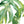 Load image into Gallery viewer, Jungle Palm Leaves Wallpaper - Staunton and Henry