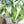 Load image into Gallery viewer, Jungle Palm Leaves Wallpaper - Staunton and Henry