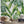 Load image into Gallery viewer, Jungle Palm Leaves Wallpaper - Staunton and Henry