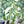 Load image into Gallery viewer, Jungle Palm Leaves Wallpaper - Staunton and Henry