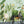 Load image into Gallery viewer, Birds of Paradise Tropical Wall Mural - Staunton and Henry