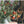Load image into Gallery viewer, Artificial Pomegranate Fruit Plant - Staunton and Henry