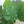 Load image into Gallery viewer, Artificial Monstera Plant - Staunton and Henry