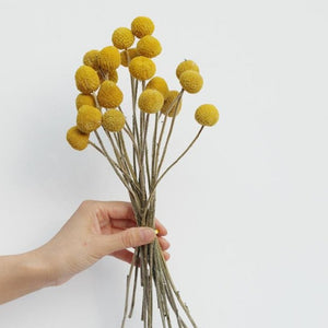 Yellow Dried Flowers - Bunch of 20 - Staunton and Henry