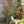 Load image into Gallery viewer, Artificial Pomegranate Fruit Plant - Staunton and Henry