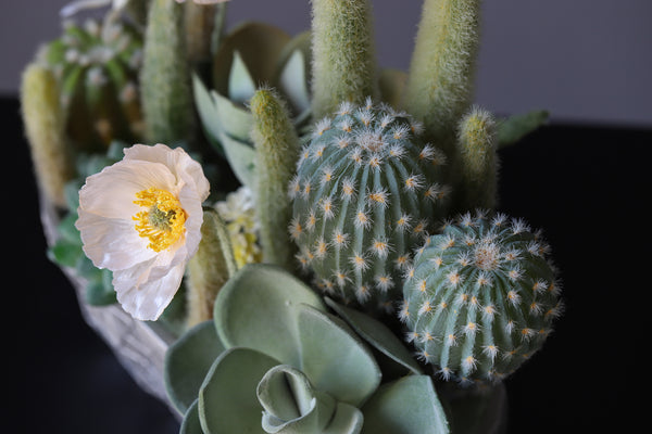 Potted Faux Cactus and Succulent Flower Arrangement - Staunton and Henry