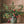 Load image into Gallery viewer, Artificial Pomegranate Fruit Plant - Staunton and Henry