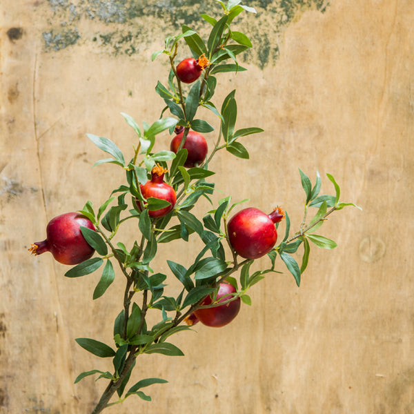 Artificial Pomegranate Fruit Plant - Staunton and Henry