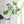 Load image into Gallery viewer, Artificial Leaf - Pieris - Staunton and Henry