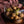Load image into Gallery viewer, Glass and Wood Fruit Bowl - Staunton and Henry