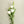 Load image into Gallery viewer, White Lisianthus Silk Flowers - Set of 3 Stems - Staunton and Henry
