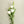 Load image into Gallery viewer, White Lisianthus Silk Flowers - Set of 3 Stems - Staunton and Henry