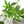 Load image into Gallery viewer, Artificial Leaf - Pieris - Staunton and Henry