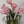 Load image into Gallery viewer, Zoe Flower Wall Light - Staunton and Henry