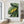 Load image into Gallery viewer, Modern Tropical Banana Leaf Wall Art - Staunton and Henry
