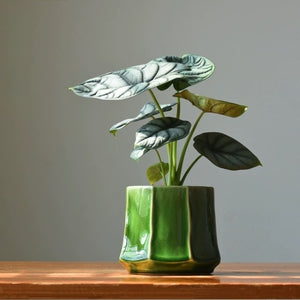 Bella Glazed Ceramic Plant Pots - Staunton and Henry