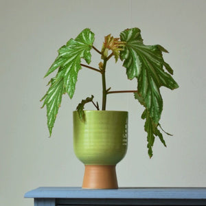 Modern Vintage Floral Ceramic Planter - Staunton and Henry