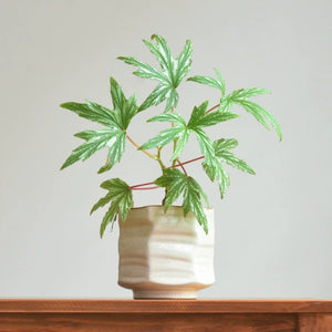 Organic Modern Ceramic Plant Pot - Staunton and Henry