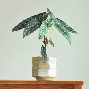 Organic Modern Ceramic Plant Pot - Staunton and Henry