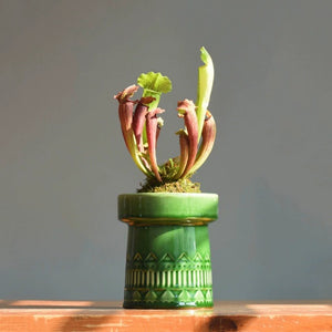 Green Nordic Ceramic Plant Pot - Staunton and Henry