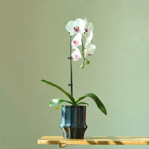 Glazed Blue Ceramic Plant Pot - Staunton and Henry
