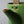 Mirai Modern Green Oriental Tea Pot - Staunton and Henry