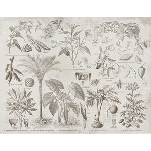 Vintage Botanical Wall Mural - Staunton and Henry