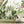Birds of Paradise Tropical Wall Mural - Staunton and Henry