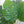 Artificial Monstera Plant - Staunton and Henry