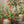 Load image into Gallery viewer, Artificial Pomegranate Fruit Plant - Staunton and Henry
