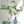 Artificial Leaf - Pieris - Staunton and Henry