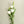 White Lisianthus Silk Flowers - Set of 3 Stems - Staunton and Henry
