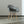 Eames DAW Style Chair - Staunton and Henry