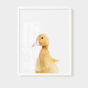 Animal Wall Arts for Kids Room - Staunton and Henry