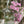 Pink Tote Bag Glass Vase - Staunton and Henry