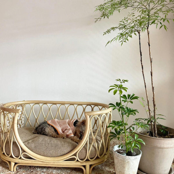 Rattan Pet Bed - Staunton and Henry