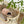Rattan Pet Bed - Staunton and Henry
