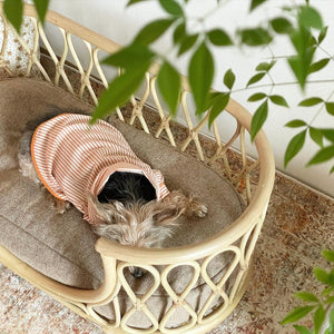 Rattan Pet Bed - Staunton and Henry