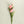 Carnation Silk Flowers - Set of 3 Stems - Staunton and Henry